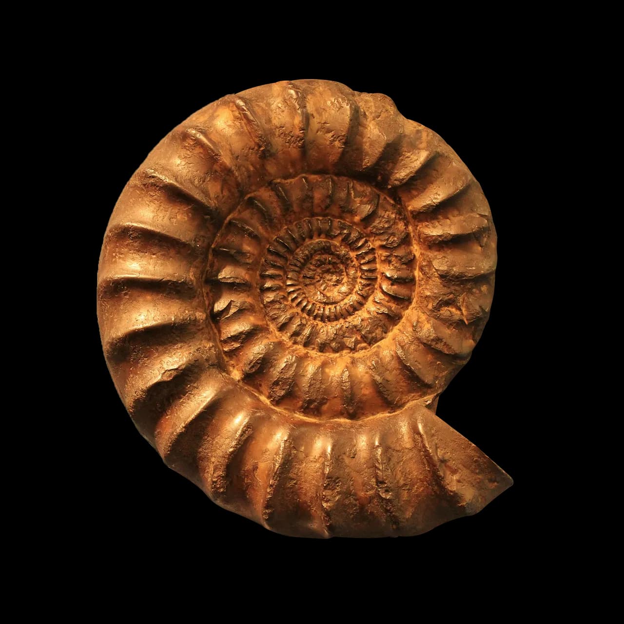 Nautiloid-PNG