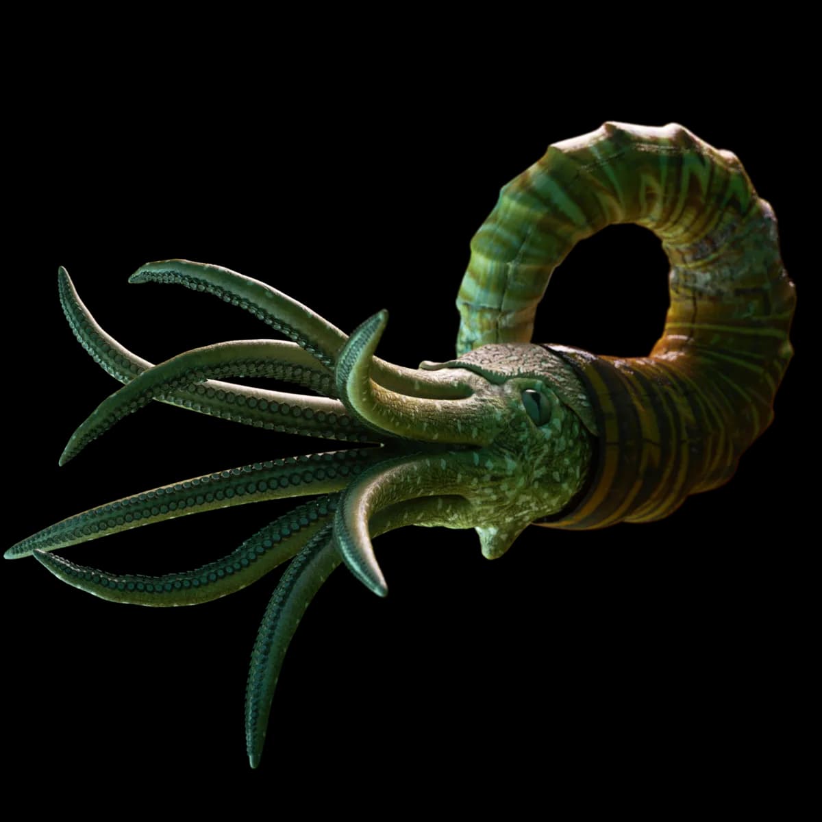 Nautiloid, Mollusk, Marine, Invertebrate, Ancient PNG