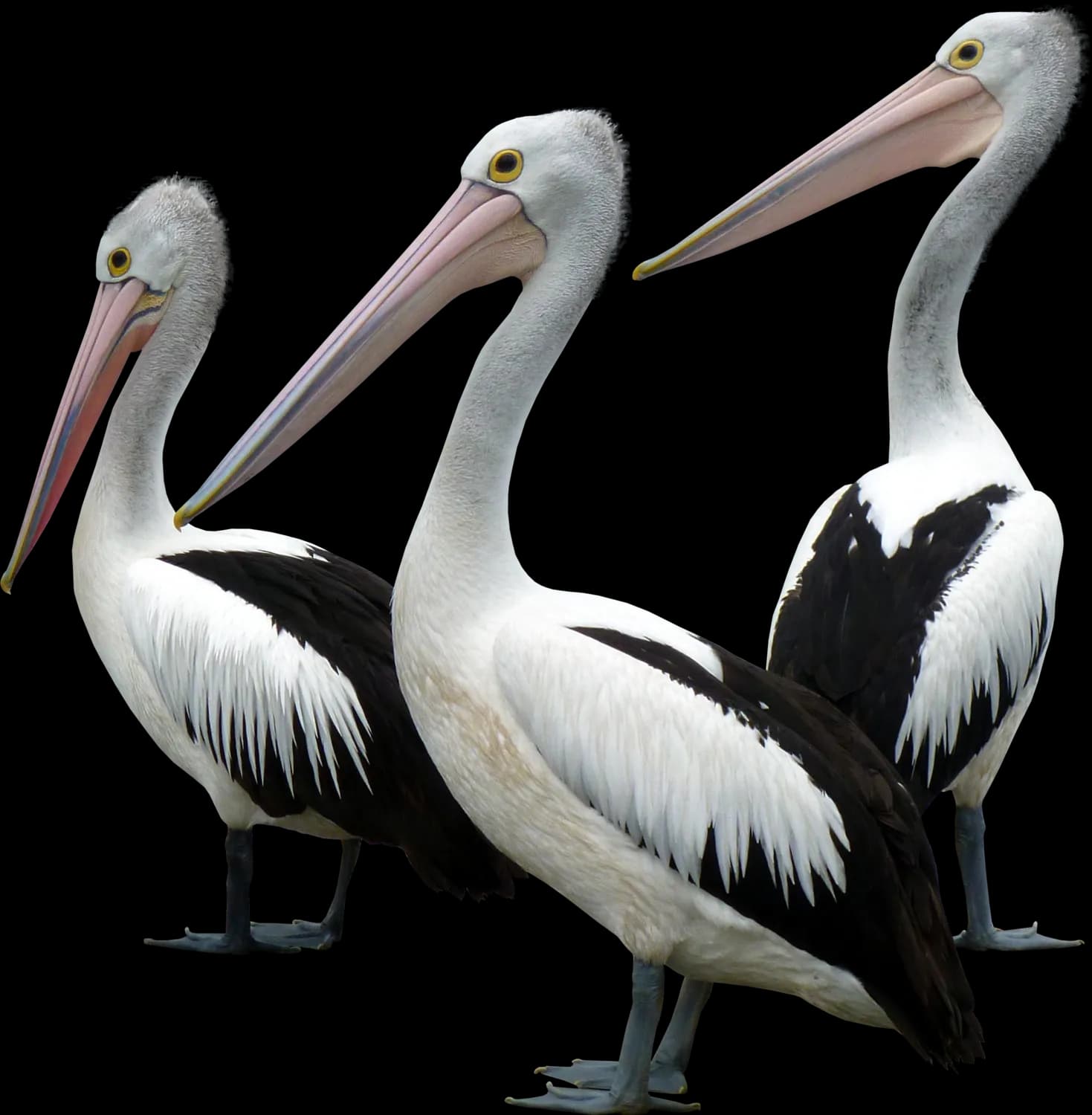 Ocean-Birds-Background-PNG