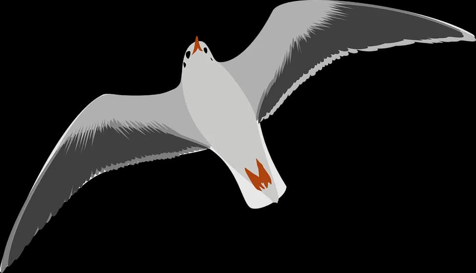 Ocean-Birds-PNG-Transparent-HD-Photo