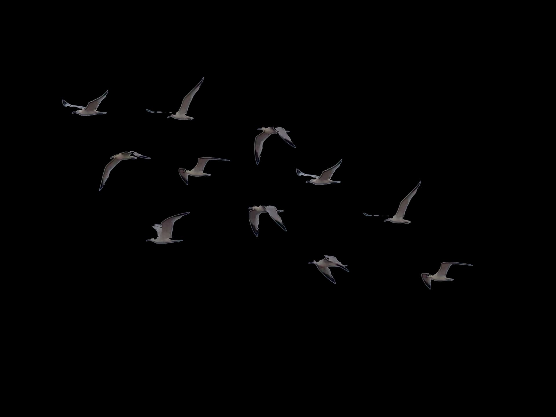 Ocean Birds, Seabirds, Pelagic Birds, Marine Avifauna, Ornithology PNG