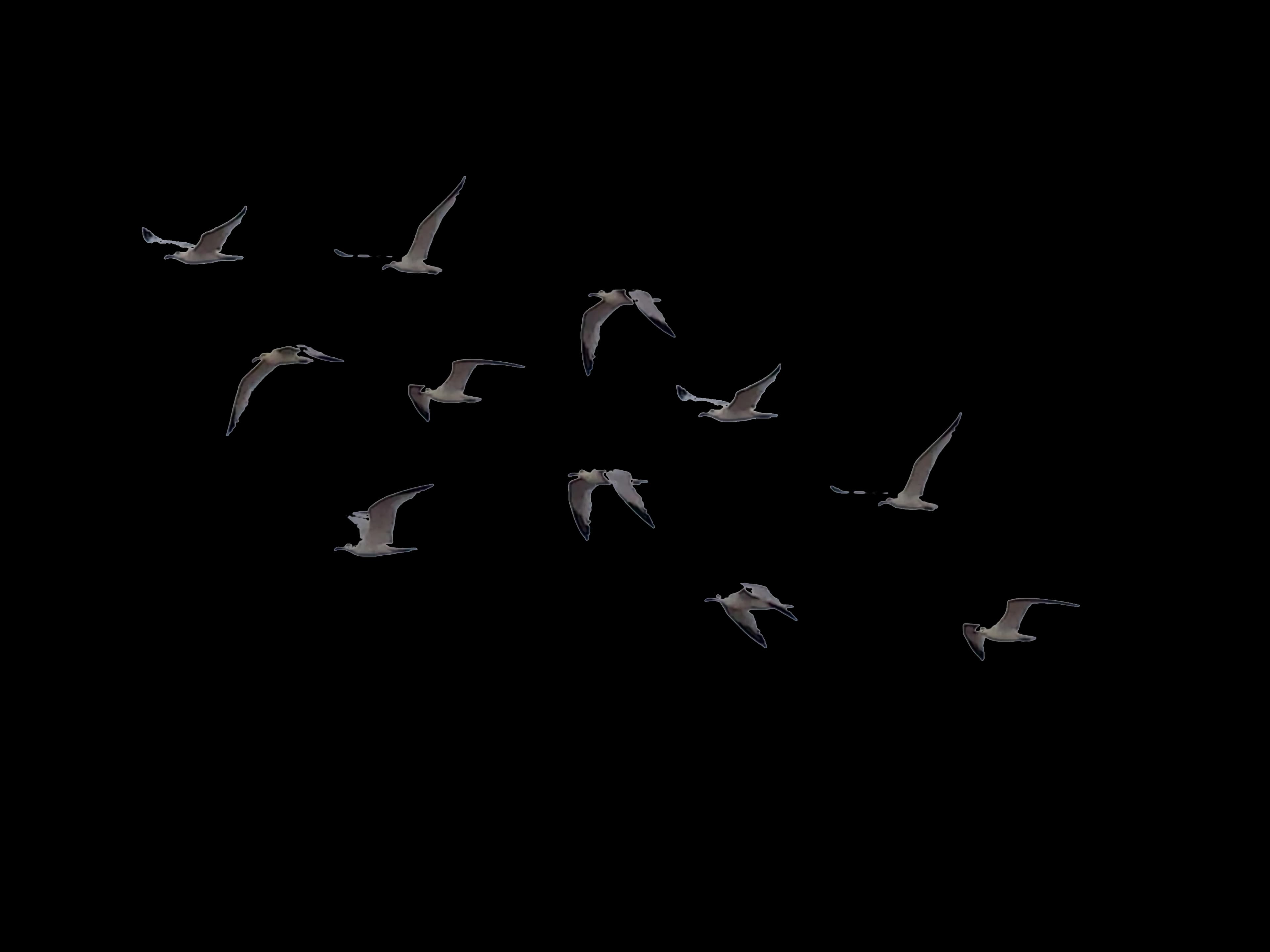 Ocean-Birds-PNG-Transparent-Image