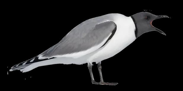 Ocean-Birds-PNG-Transparent-Picture