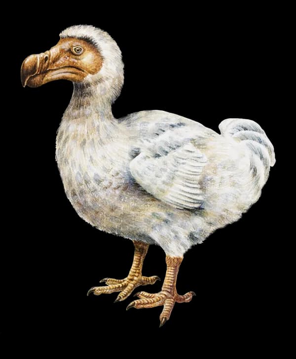 Ocean Birds, Coastal Habitat, Birdwatching, Avian Species, Wildlife Conservation PNG