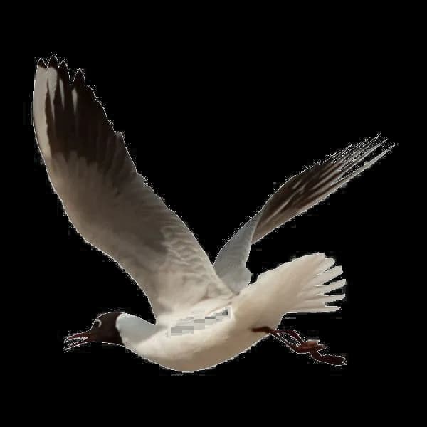 Ocean-Birds-Transparent-PNG