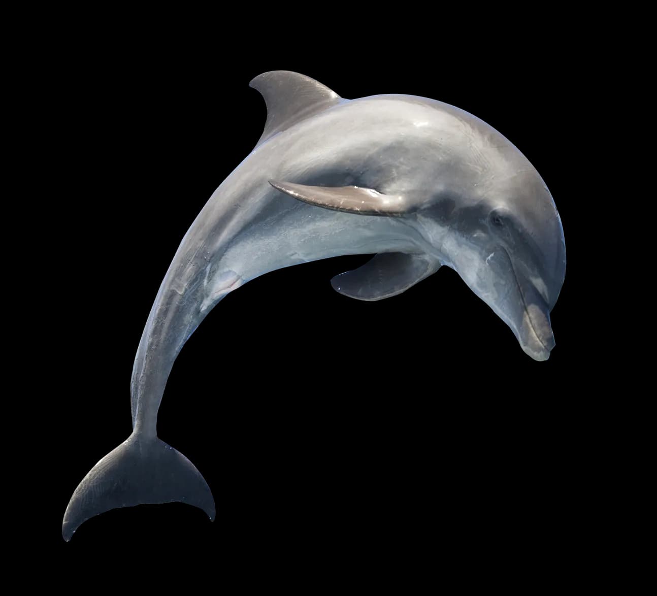 Oceanic Dolphins, Coastal Waters, Conservation Efforts, Intelligent Creatures, Social Animals PNG