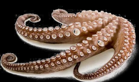 Octopus-Tentacles-PNG-Free-Download