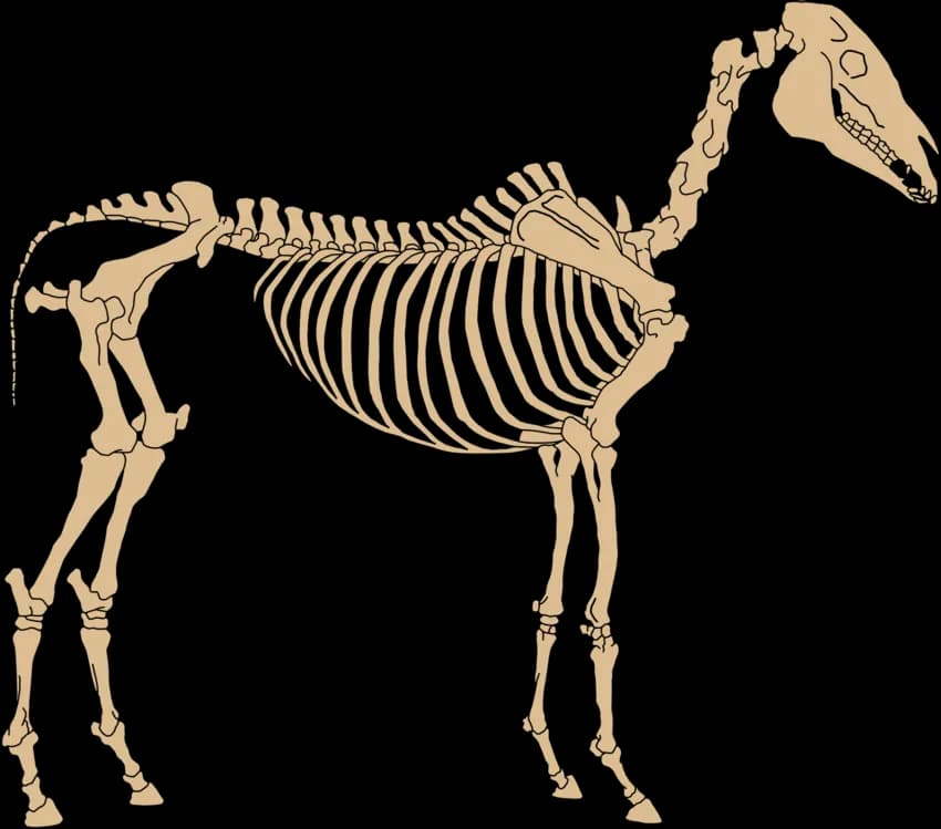 Okapis-PNG-Clipart