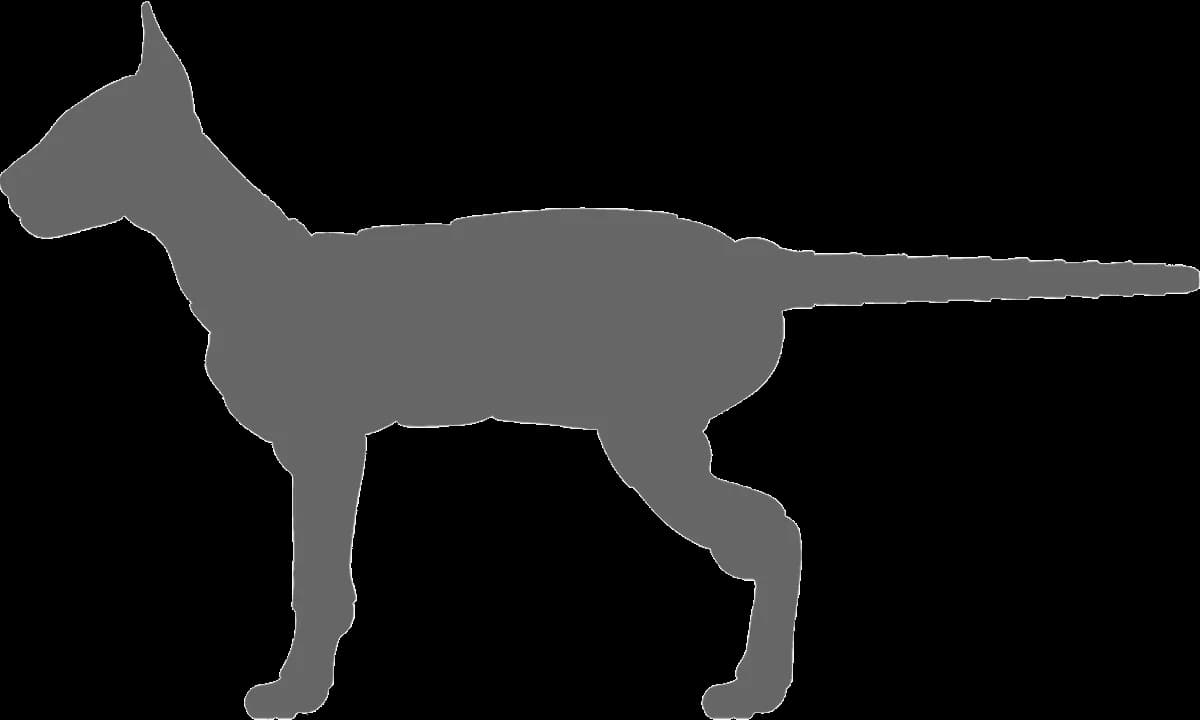 Okapis, African Wildlife, Unique Mammals, Striped Legs, Giraffe Relatives PNG