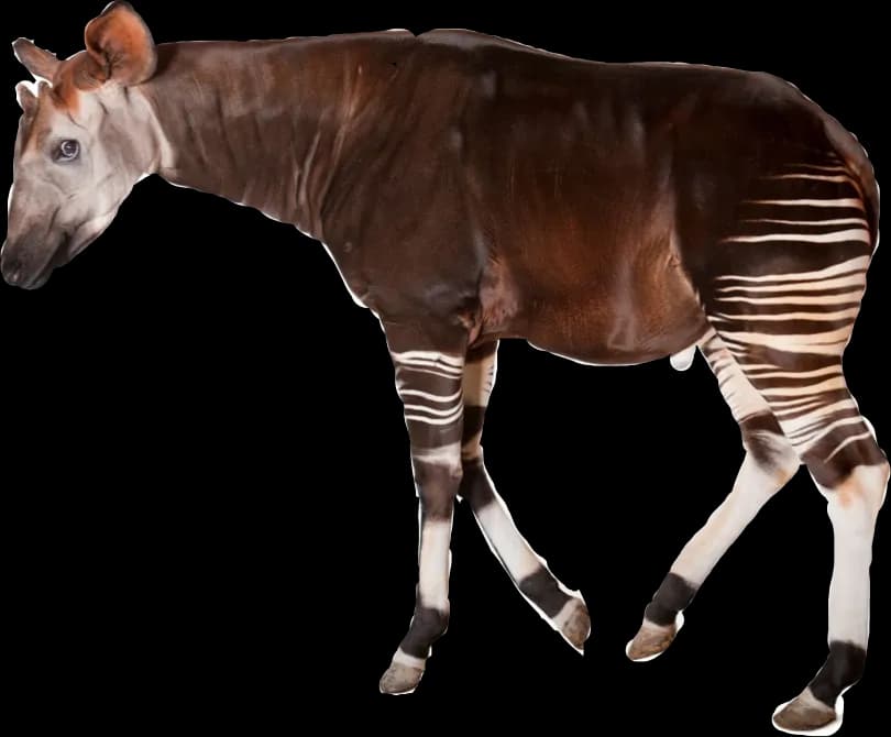 Okapis-PNG-Photo