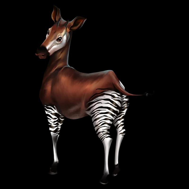 Okapis-PNG