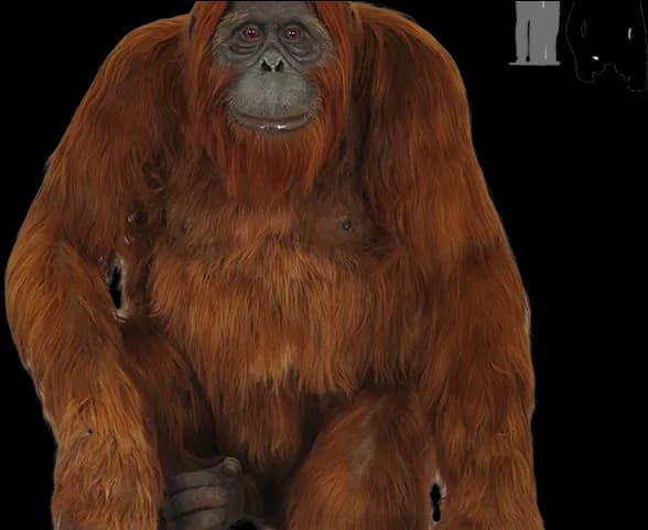 Orangutan, Endangered, Primate, Forest, Behavior PNG