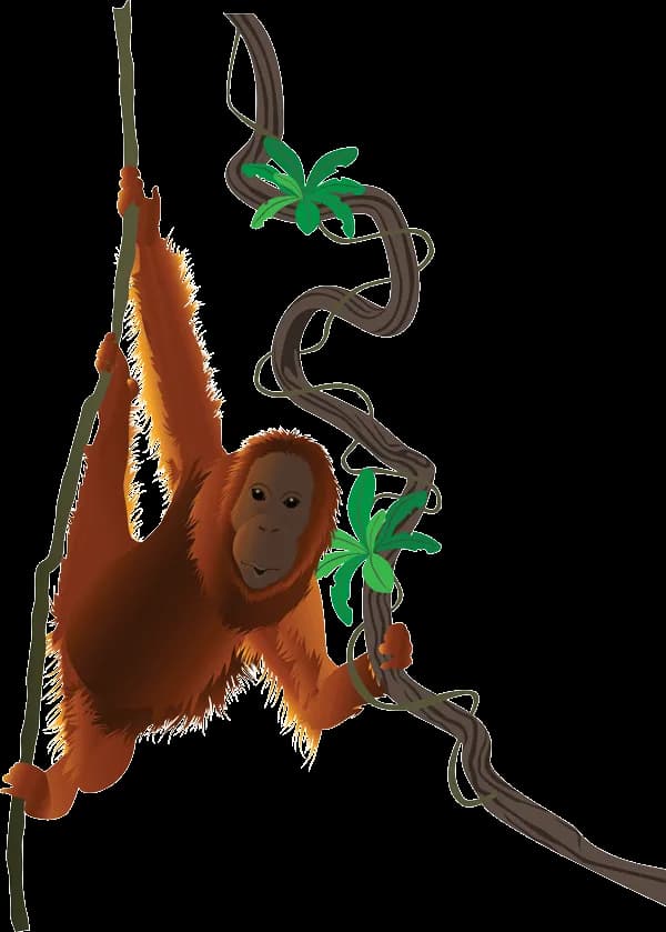 Orangutan, Primate, Endangered, Borneo, Intelligent PNG