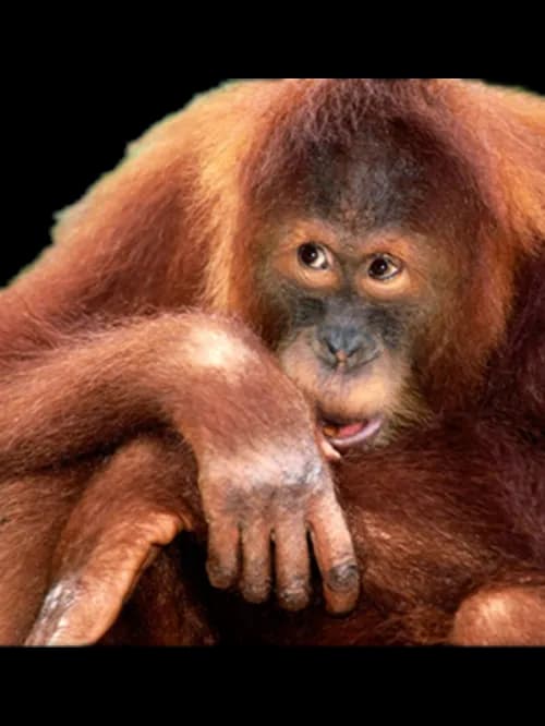 Orangutan-PNG-Free-Download