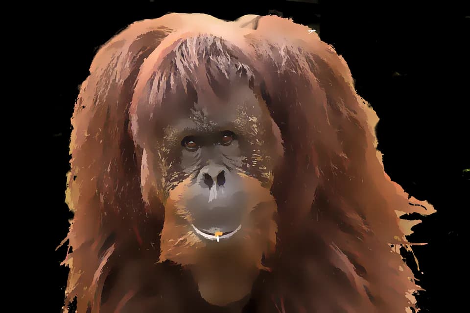Orangutan-PNG-Isolated-HD