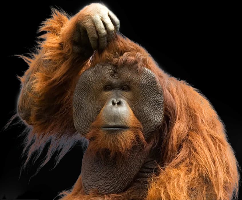 Orangutan-PNG-Isolated-Photo