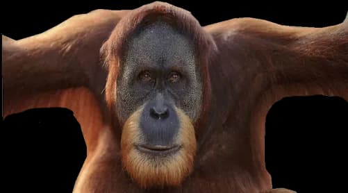 Orangutan-PNG-Pic
