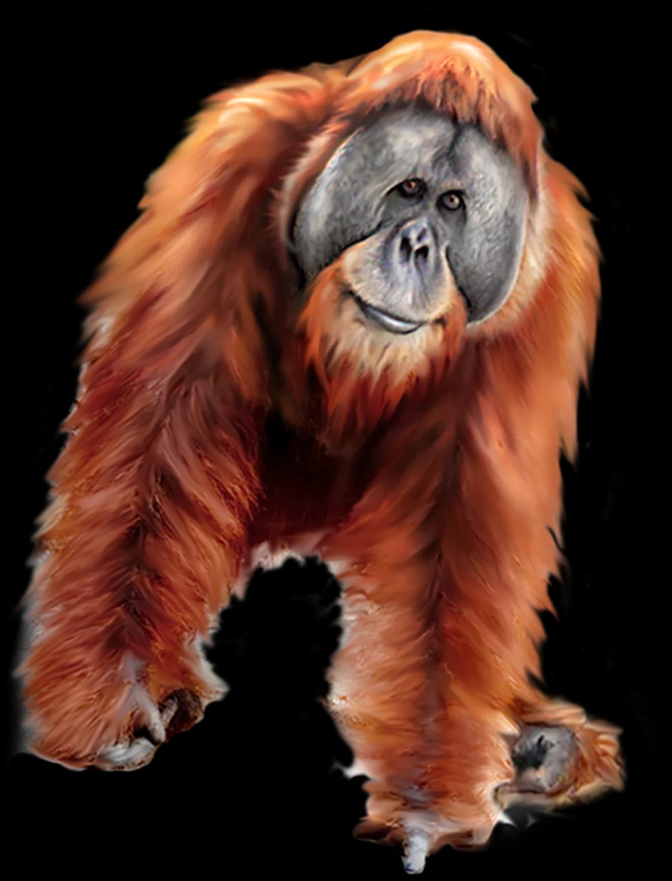 Orangutan-PNG-Transparent