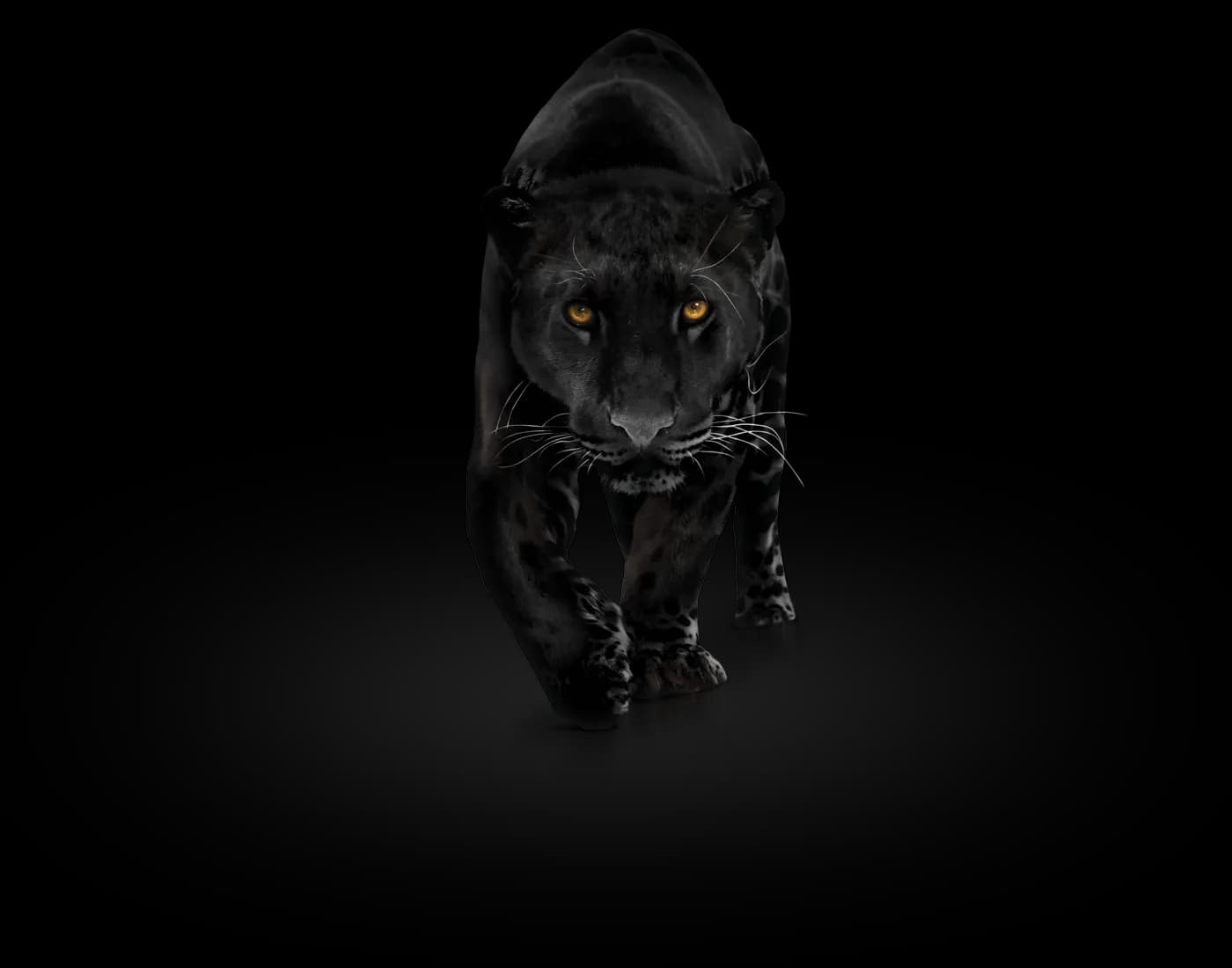 Panther, Feline, Wild, Nature, Predator PNG