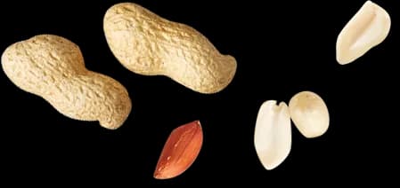 Peanut, Healthy, Treat, Protein, Nut PNG