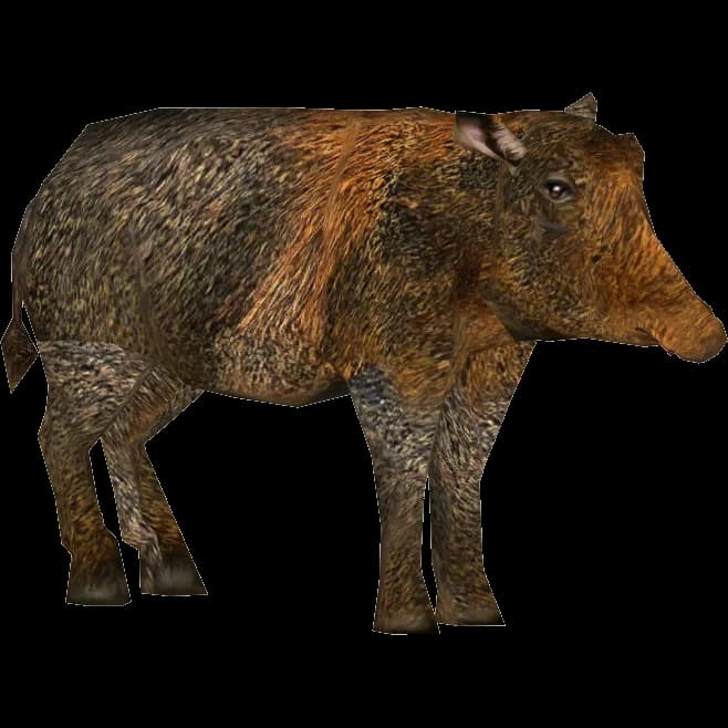 Peccaries-PNG-HD
