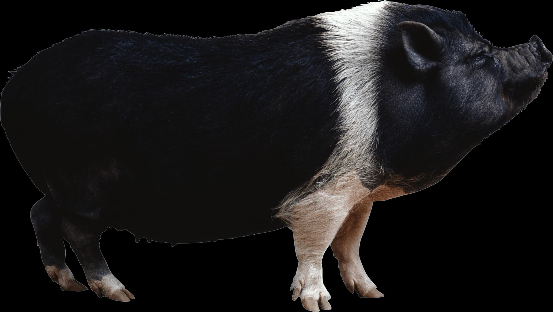 Peccaries, Wild, Foraging, Habitat, Species PNG