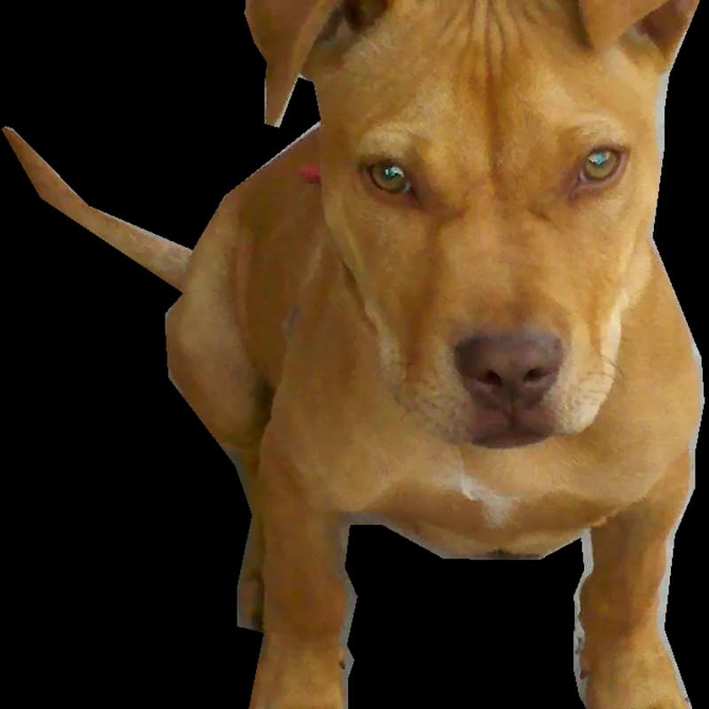 Pit-Bulls-PNG-File