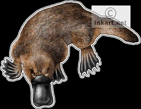 Platypus, Egg-Laying, Australia, Unique, Bill PNG