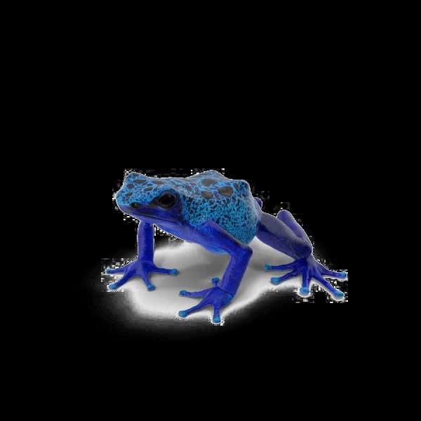 Poison Dart Frog, Ecosystem, Tropical, Rainforest, Venomous PNG