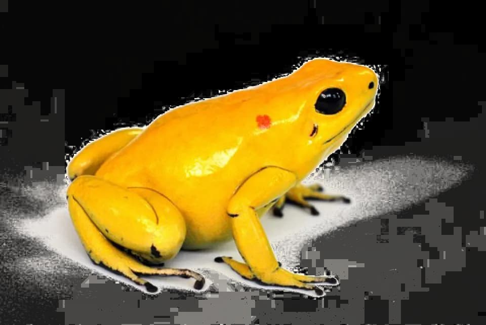 Poison-Dart-Frog-Download-PNG-Image