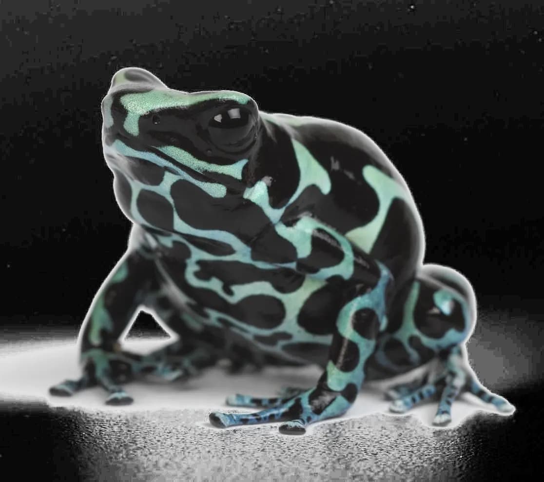 Poison-Dart-Frog-PNG-Background-Image