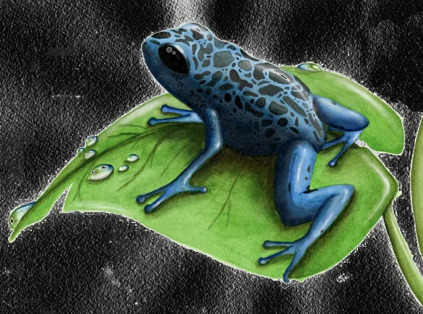 Poison-Dart-Frog-PNG-Clipart