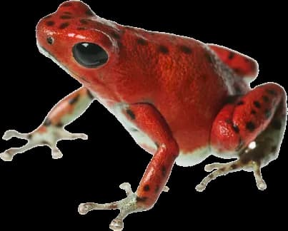 Poison Dart Frog, Habitat, Tropical, Rainforest, Amphibian PNG