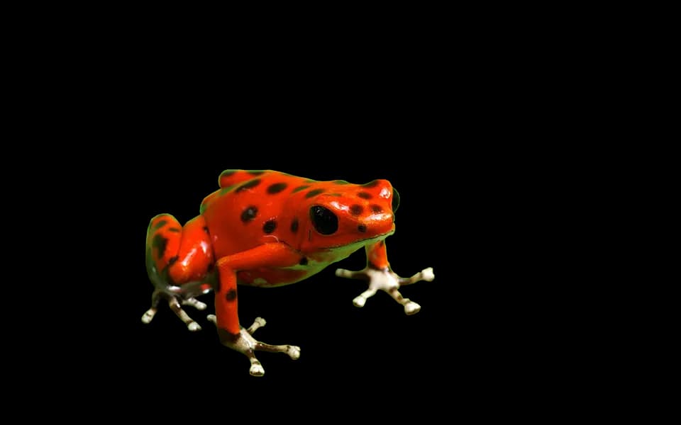 Poison-Dart-Frog-PNG-Free-Download