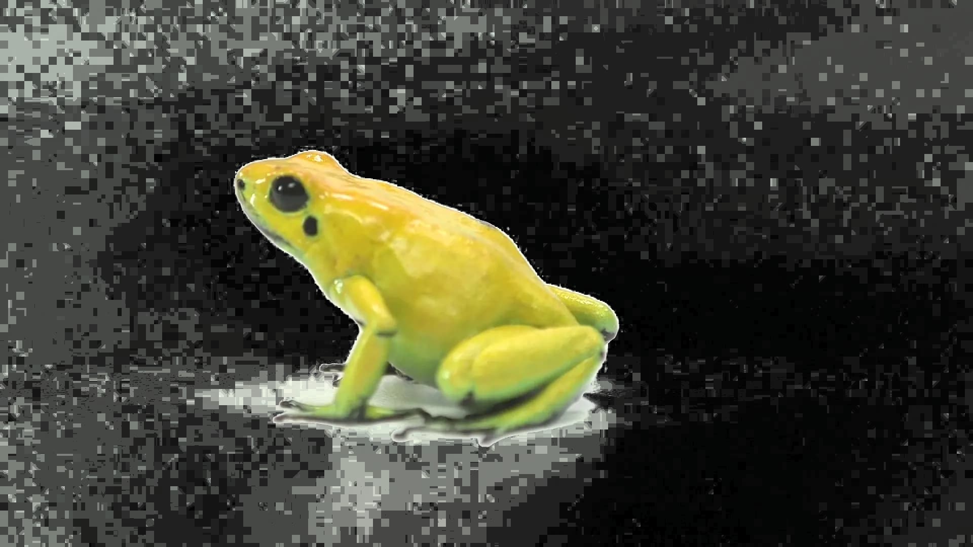 Poison Dart Frog, Toxic, Habitat, Species, Rainforest PNG