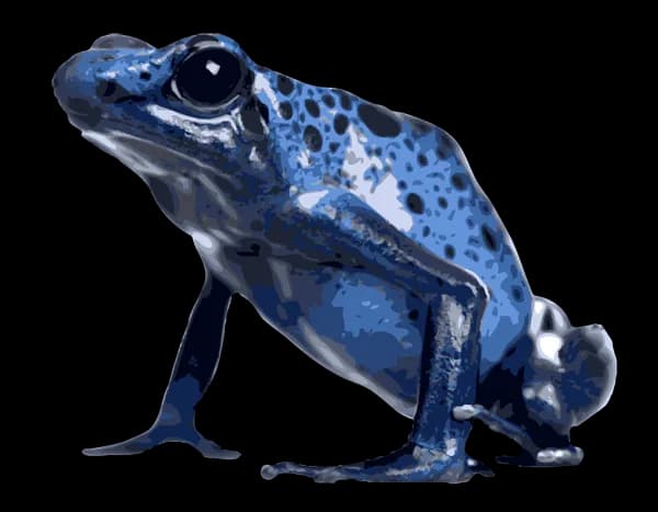 Poison-Dart-Frog-PNG-Image