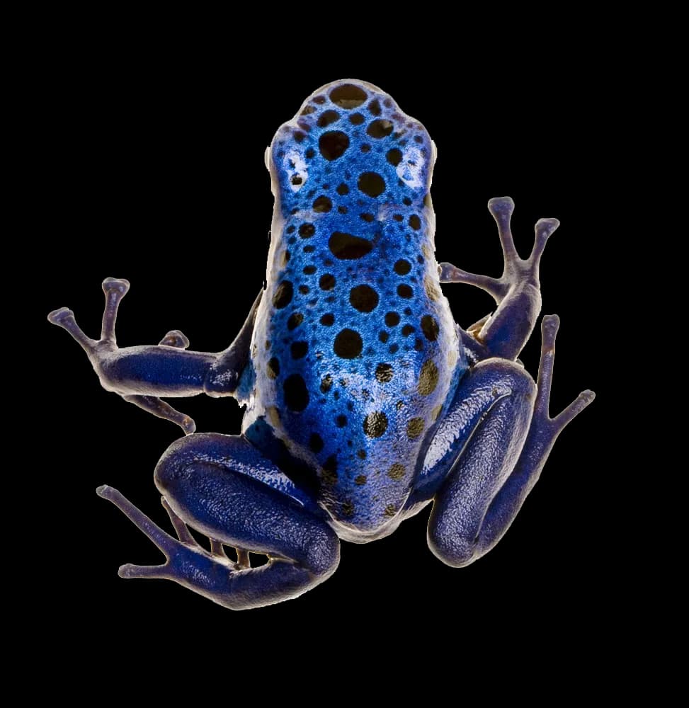 Poison-Dart-Frog-PNG-Photo