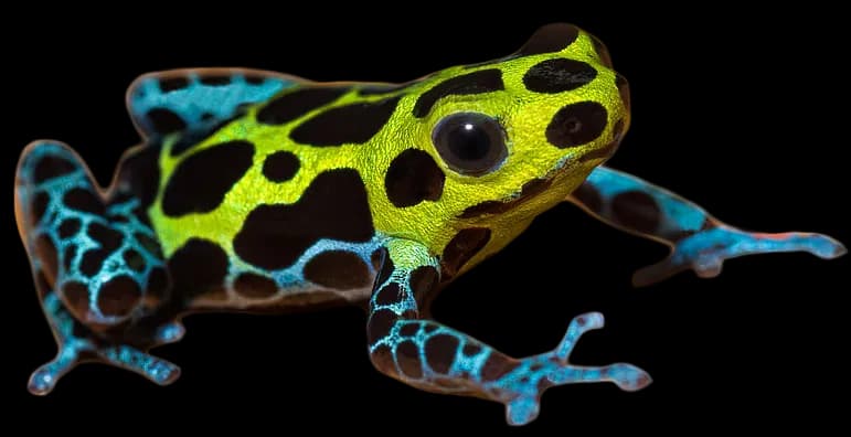 Poison-Dart-Frog-PNG-Pic