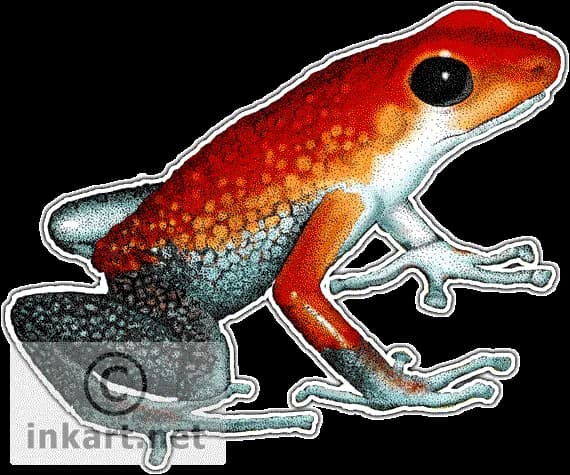 Poison-Dart-Frog-PNG-Picture