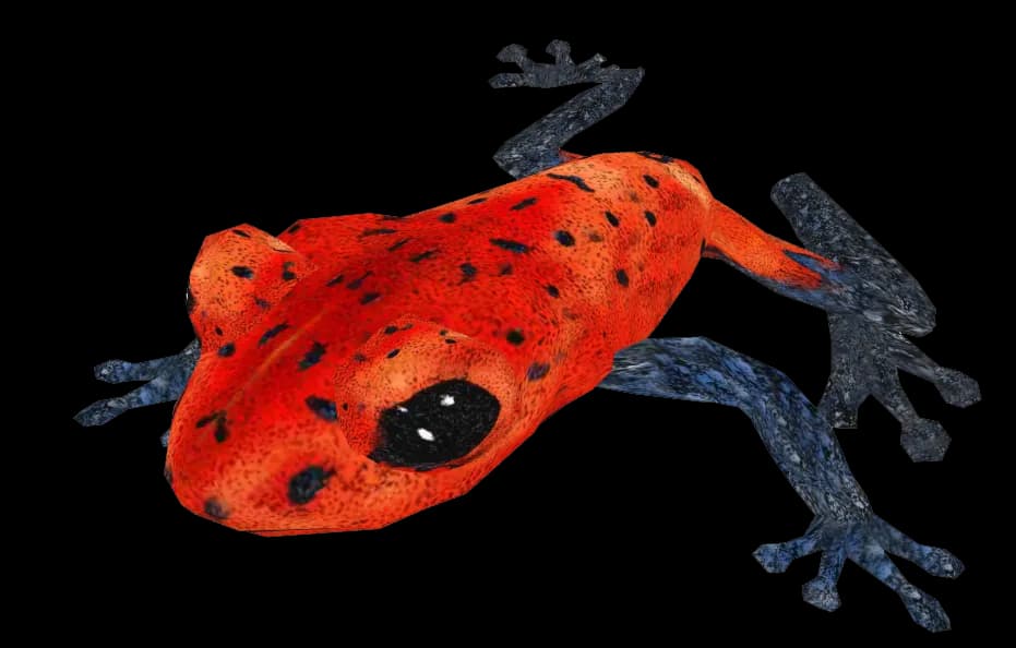 Poison-Dart-Frog-PNG-Transparent-HD-Photo