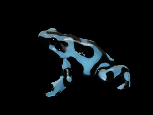 Poison-Dart-Frog-PNG-Transparent-Picture