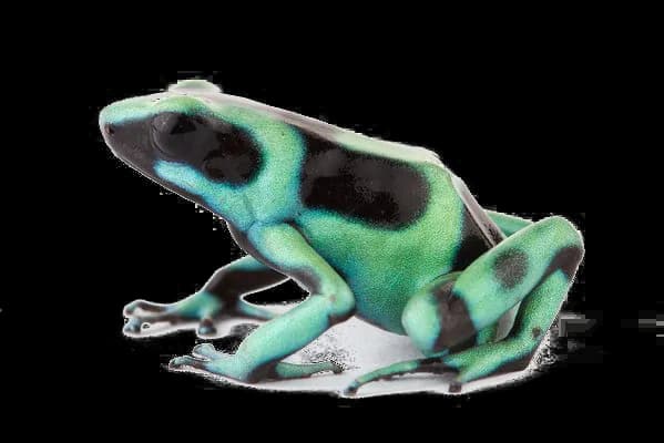 Poison-Dart-Frog-Transparent-Background