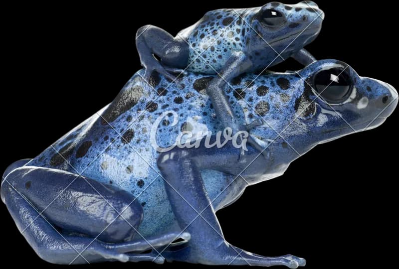 Poison-Dart-Frog-Transparent-PNG
