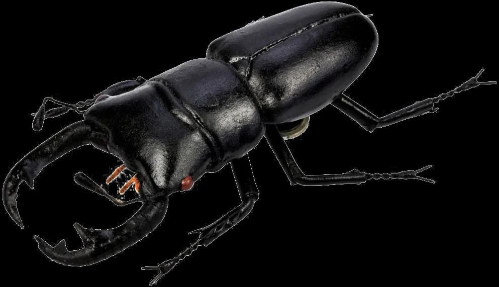 Polyphaga Beetle, Ecology, Entomology, Habitat, Biodiversity PNG