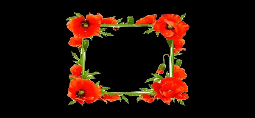 Poppy-Flower-Frame-Transparent-PNG