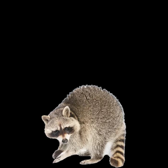 Raccoons-PNG-Photos