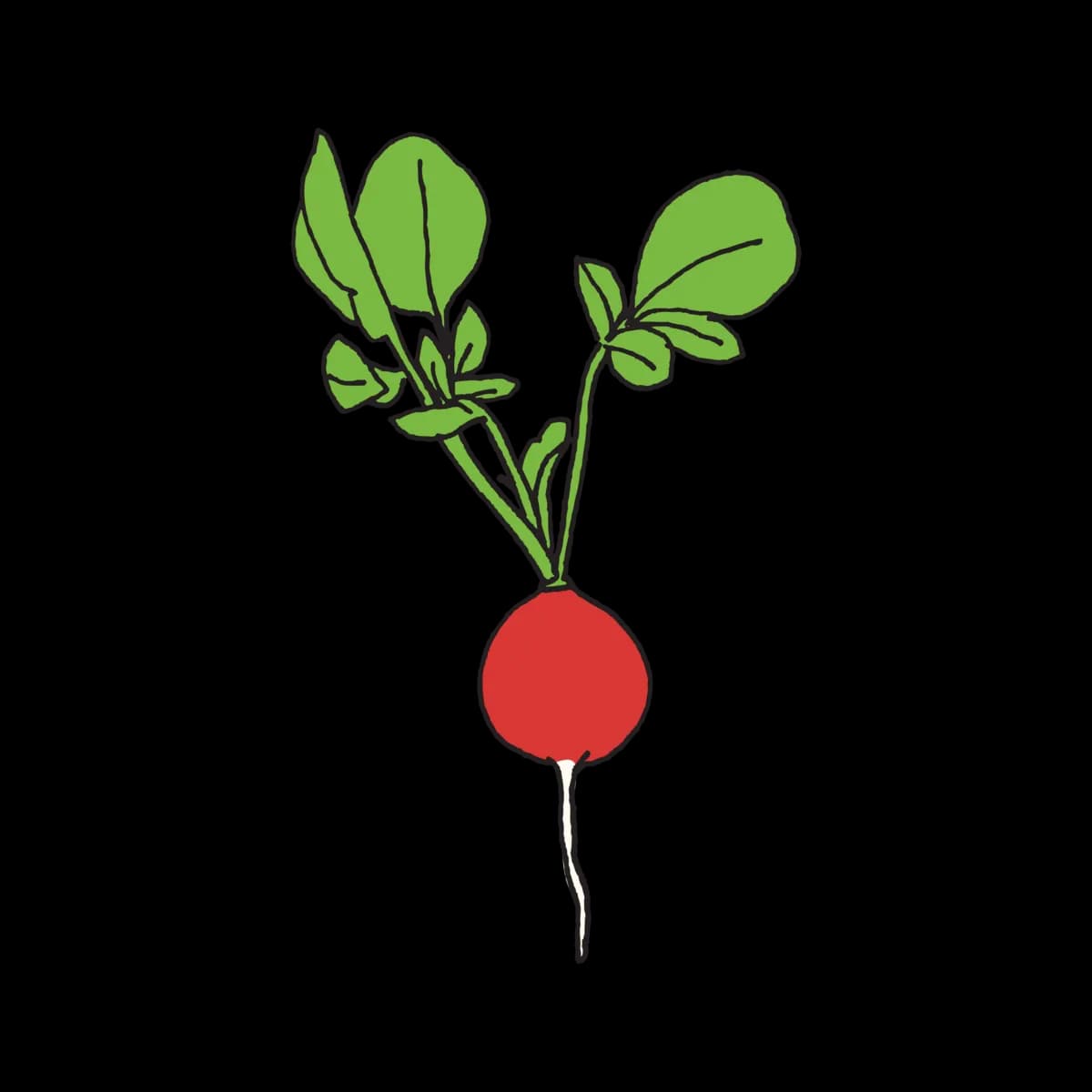 Radish-Download-PNG-Image