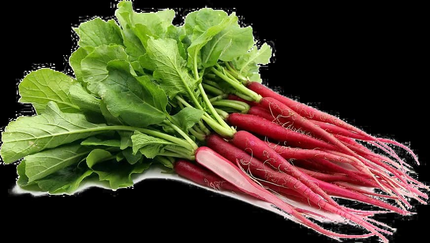Radish-PNG-Clipart