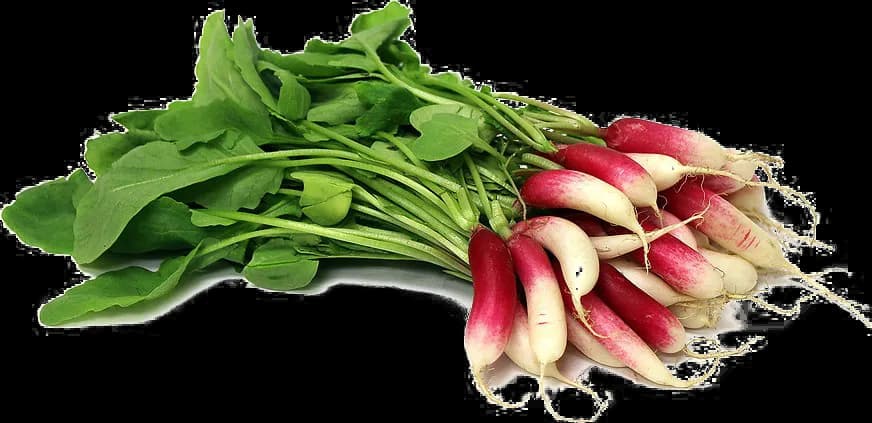 Radish-PNG-Free-Download