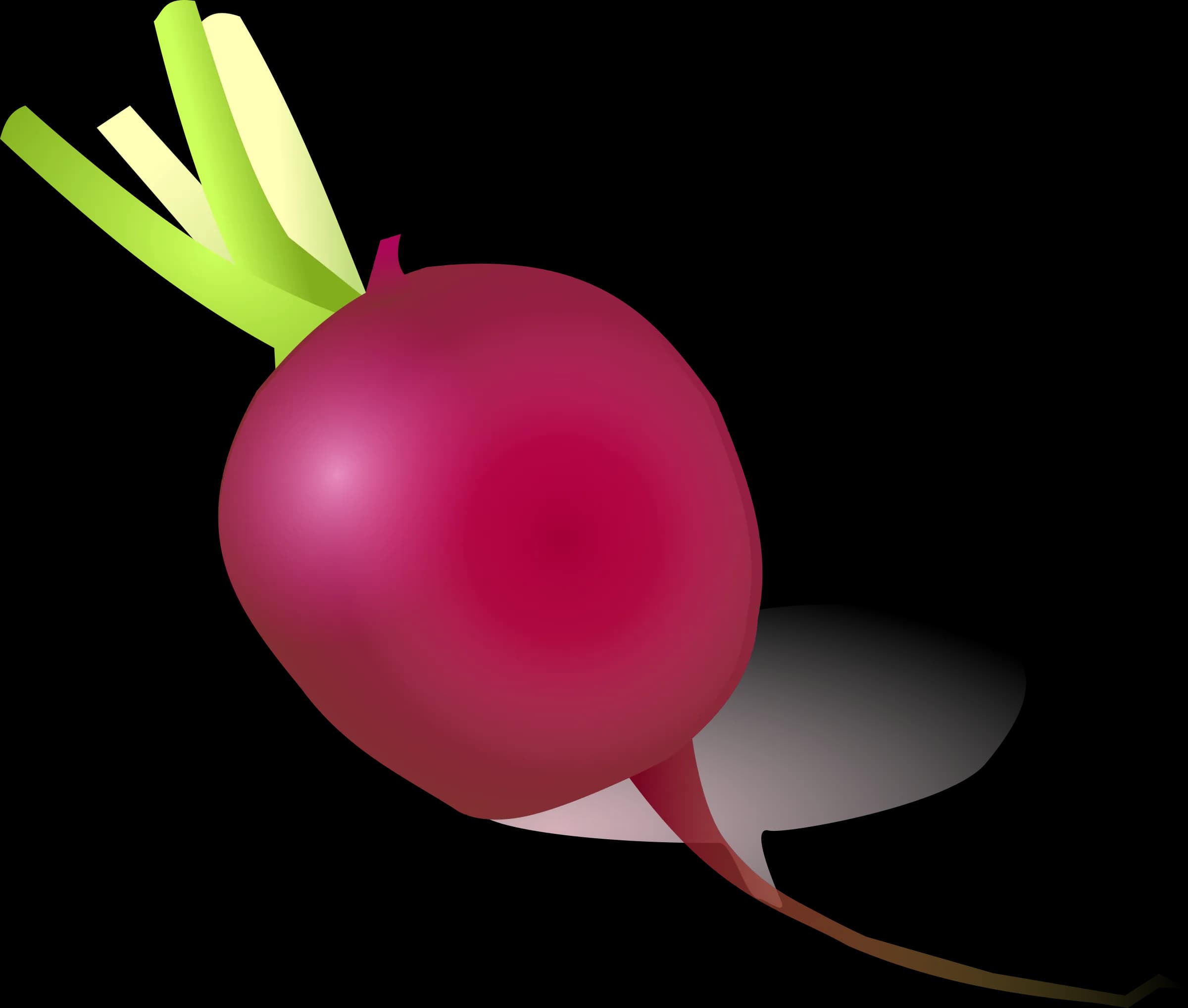 Radish-PNG-HD